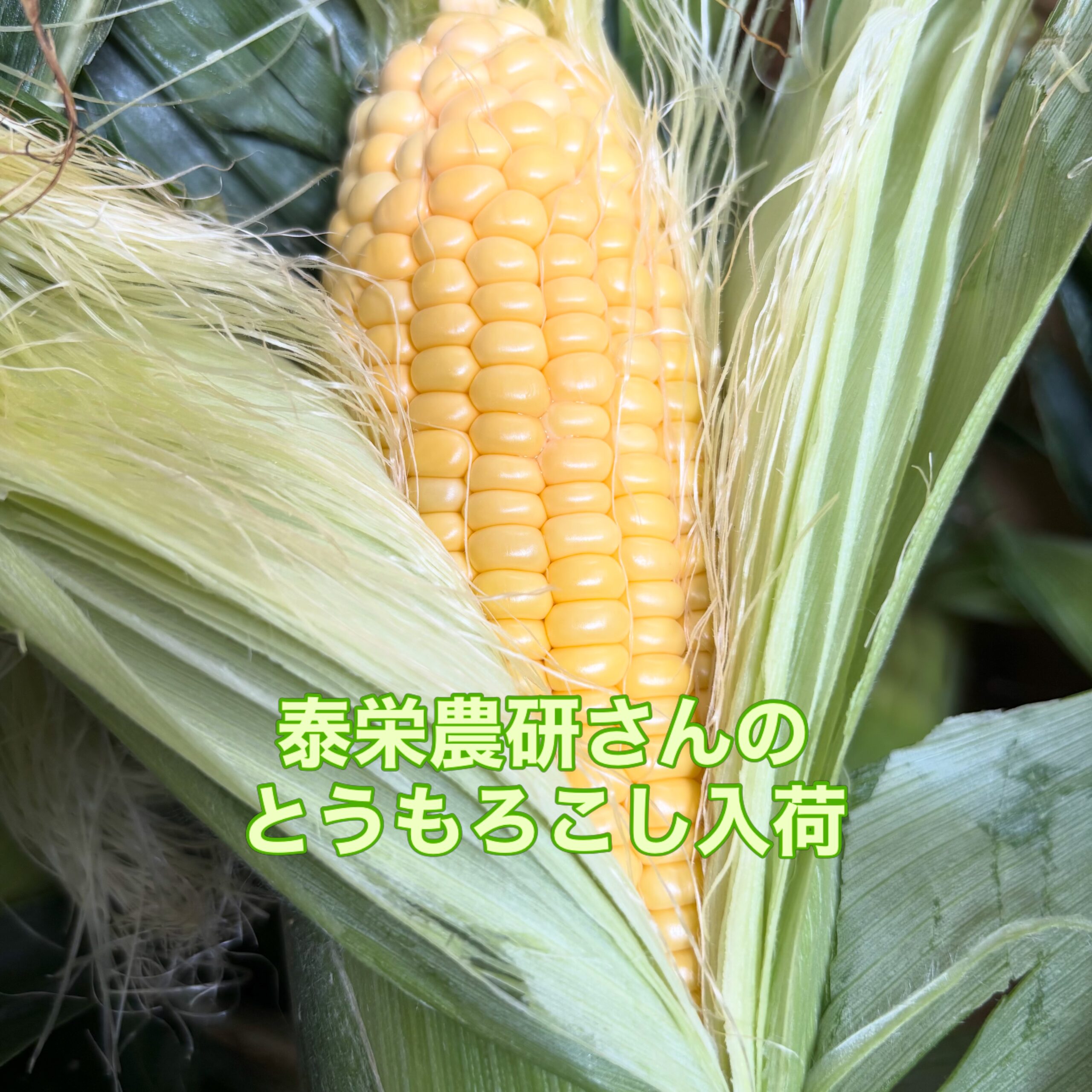 インスタグラムから