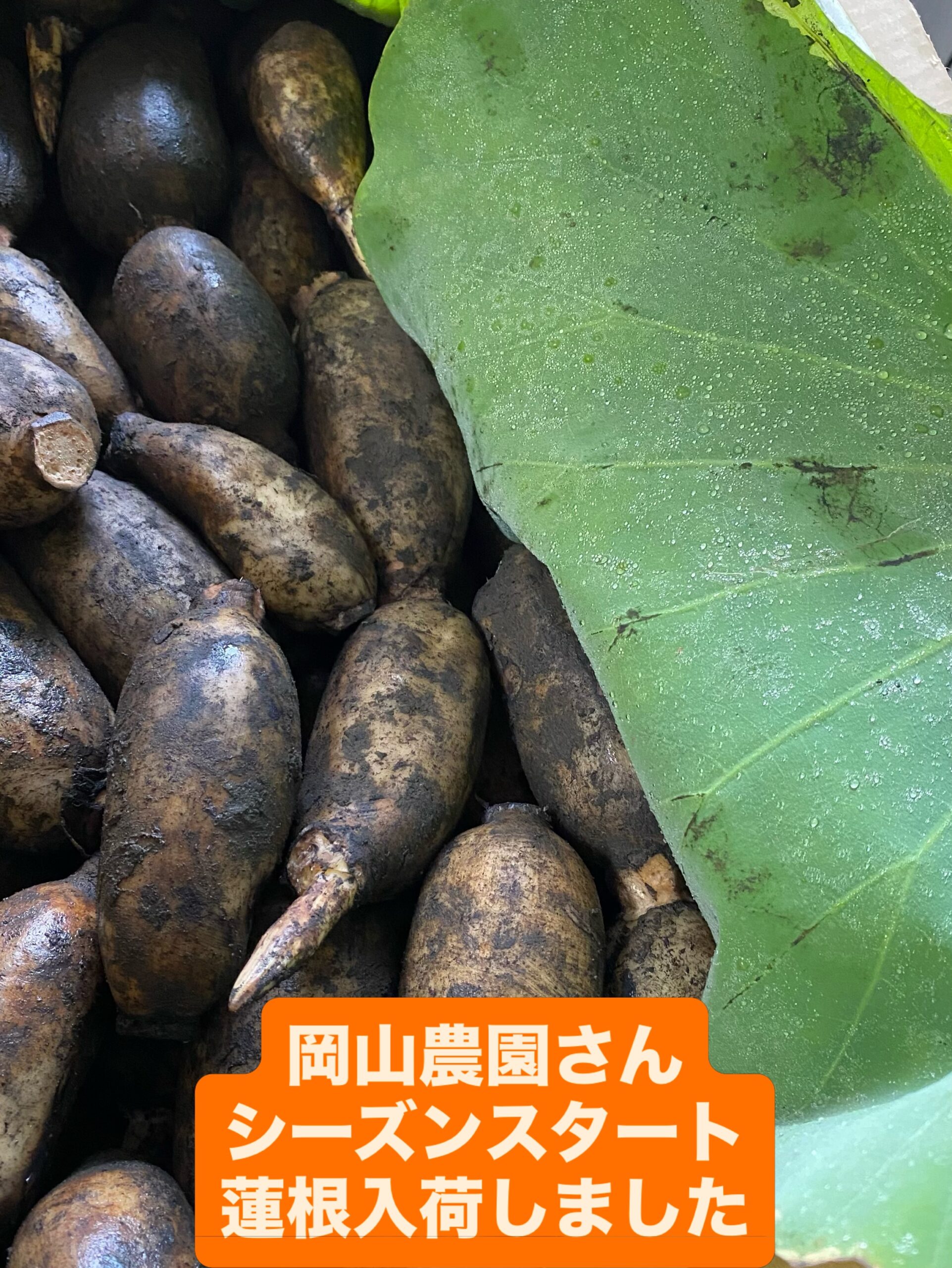 インスタグラムから